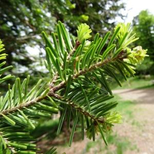 Photographie n°463783 du taxon Abies alba Mill. [1768]