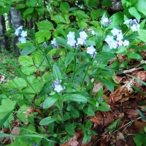 Photographie n°464232 du taxon Myosotis decumbens Host [1827]