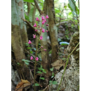 Desmodium adscendens (Sw.) DC. (Kouzen)