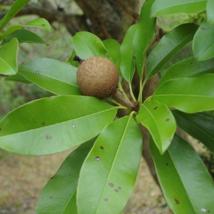 Photographie n°464248 du taxon Manilkara zapota (L.) P. Van Royen