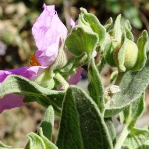 Photographie n°465289 du taxon Cistus albidus L. [1753]