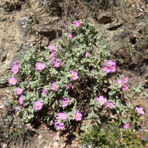 Photographie n°466923 du taxon Cistus albidus L. [1753]