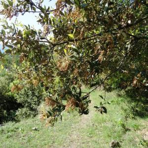Photographie n°466930 du taxon Quercus ilex subsp. ilex