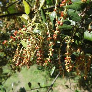 Photographie n°466931 du taxon Quercus ilex subsp. ilex