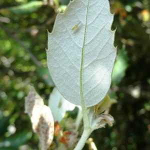 Photographie n°466933 du taxon Quercus ilex subsp. ilex