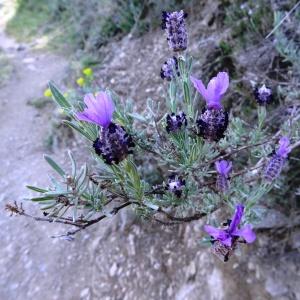 Photographie n°466936 du taxon Lavandula stoechas subsp. stoechas