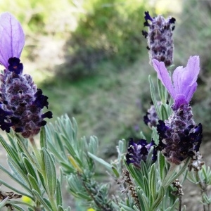 Photographie n°466937 du taxon Lavandula stoechas subsp. stoechas