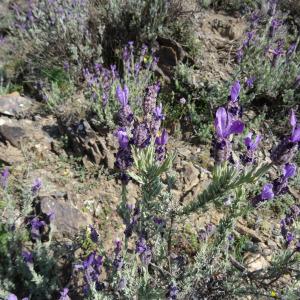 Photographie n°466939 du taxon Lavandula stoechas subsp. stoechas