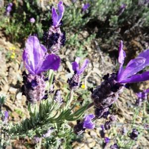 Photographie n°466940 du taxon Lavandula stoechas subsp. stoechas