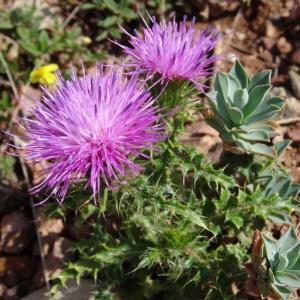 Photographie n°468284 du taxon Cirsium acaulon (L.) Scop. [1769]