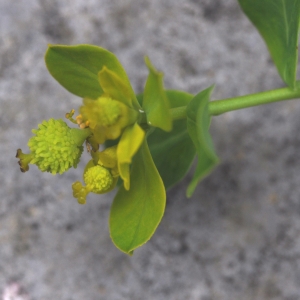 Photographie n°471456 du taxon Euphorbia flavicoma subsp. verrucosa (Fiori) Pignatti [1973]