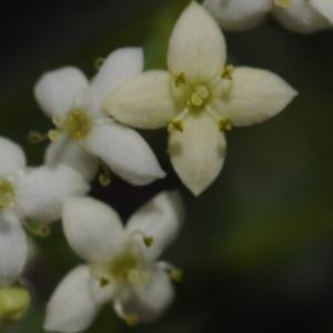 Photographie n°471460 du taxon Galium anisophyllon Vill. [1779]