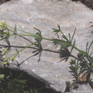 Photographie n°471461 du taxon Galium anisophyllon Vill. [1779]