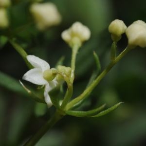 Photographie n°471463 du taxon Galium anisophyllon Vill. [1779]