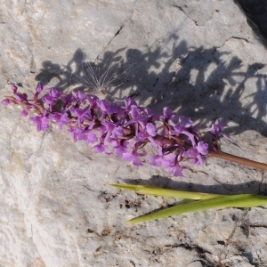 Photographie n°471464 du taxon Gymnadenia conopsea (L.) R.Br. [1813]