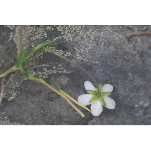 Spergula glabra Willd. (Sagine glabre)