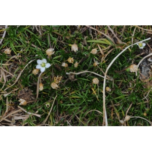 Sagina glabra (Willd.) Fenzl (Sagine glabre)