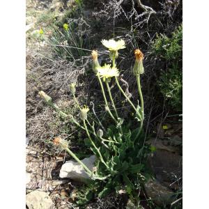 Hieracium pallidum Biv. (Épervière pâle)