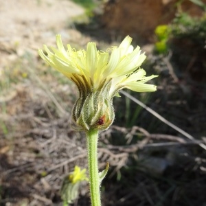 Photographie n°471521 du taxon Hieracium pallidum Biv. [1838]