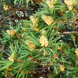 Photographie n°472404 du taxon Pinus mugo subsp. uncinata (Ramond ex DC.) Domin [1936]