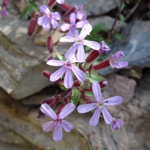 Photographie n°472406 du taxon Saponaria ocymoides subsp. ocymoides