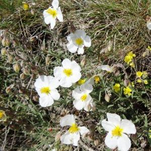 Photographie n°473438 du taxon Helianthemum apenninum subsp. apenninum