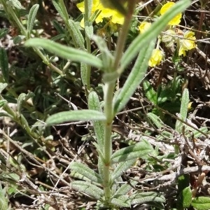 Photographie n°473816 du taxon Helianthemum apenninum subsp. apenninum