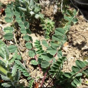 Photographie n°475682 du taxon Astragalus monspessulanus subsp. monspessulanus