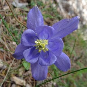 Photographie n°475691 du taxon Aquilegia vulgaris subsp. vulgaris