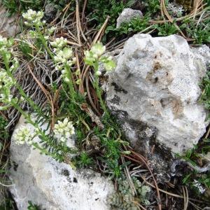 Photographie n°476160 du taxon Iberis saxatilis subsp. saxatilis