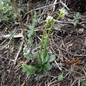 Arabis bellidifolia subsp. stellulata (Bertol.) Greuter & Burdet (Arabette étoilée)