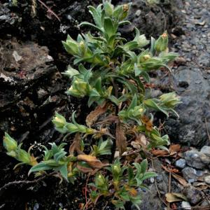 Photographie n°477237 du taxon Cistus pouzolzii Delile [1840]