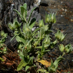 Photographie n°477275 du taxon Cistus pouzolzii Delile [1840]