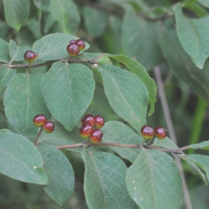 Photographie n°485855 du taxon Lonicera xylosteum L. [1753]