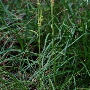 Photographie n°493680 du taxon Plantago maritima subsp. serpentina (All.) Arcang. [1882]