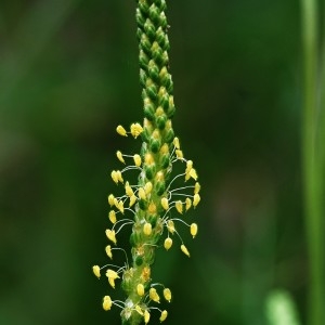 Photographie n°493681 du taxon Plantago maritima subsp. serpentina (All.) Arcang. [1882]