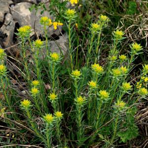 Photographie n°494329 du taxon Euphorbia seguieriana Neck. [1770]