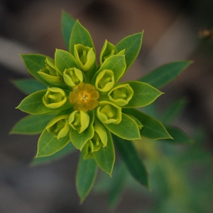 Photographie n°494363 du taxon Euphorbia seguieriana Neck. [1770]