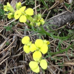 Photographie n°495710 du taxon Erysimum jugicola Jord. [1864]