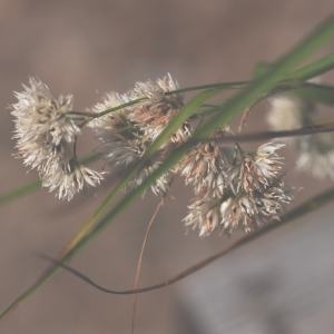 Photographie n°498789 du taxon Luzula nivea (Nathh.) DC. [1805]