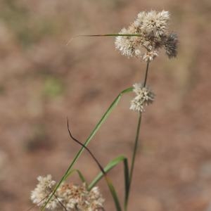 Photographie n°498790 du taxon Luzula nivea (Nathh.) DC. [1805]