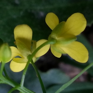 Photographie n°499824 du taxon Rorippa sylvestris (L.) Besser [1821]