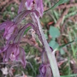 Photographie n°500862 du taxon Epipactis helleborine (L.) Crantz [1769]