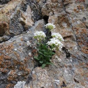 Hormathophylla pyrenaica (Lapeyr.) Dudley & Cullen (Alysson des Pyrénées)