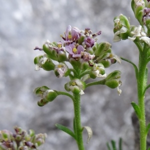 Photographie n°501387 du taxon Iberis saxatilis subsp. saxatilis