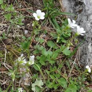 Photographie n°501396 du taxon Saxifraga granulata L. [1753]