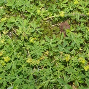 Photographie n°501399 du taxon Alchemilla pentaphyllea L. [1753]