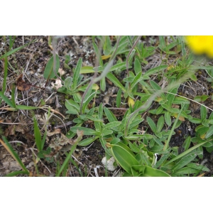 Hieracium cymosum subsp. glaciale (Reyn.) Bonnier & Layens (Piloselle des glaciers)