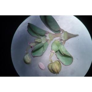 Euphorbia serpens Kunth var. serpens