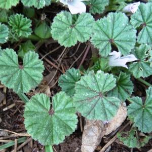 Photographie n°505611 du taxon Malva neglecta Wallr.